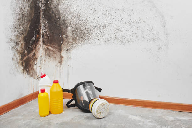Best Certified Mold Removal  in South Hill, NY