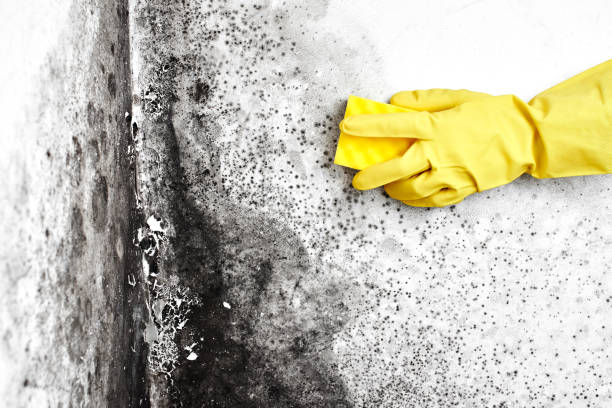 Attic Mold Removal in South Hill, NY