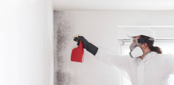Best Black Mold Removal  in South Hill, NY