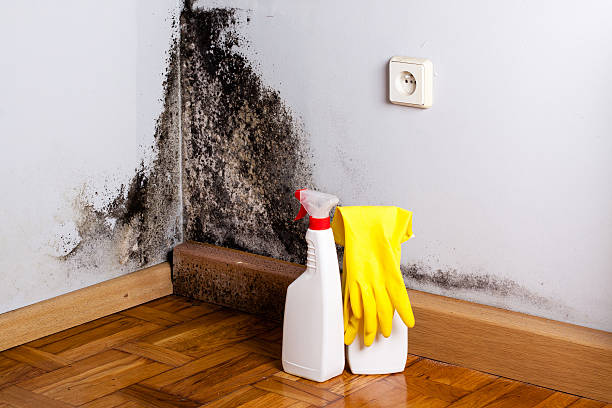 Best Mold Damage Repair  in South Hill, NY