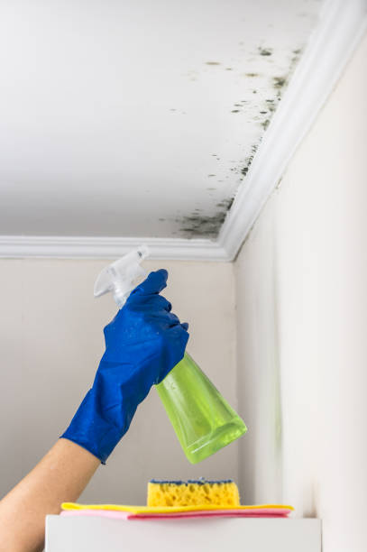 Best Attic Mold Removal  in South Hill, NY