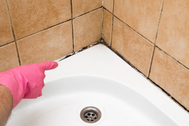 Mold Removal Process in South Hill, NY
